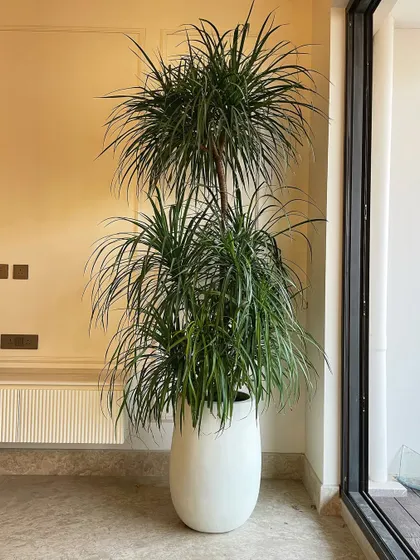 This large Dracaena Nolina, also known as the Ponytail Palm, is a fantastic low-maintenance statement plant. Its fountain-like leaves add a playful yet elegant touch to this bright and airy room.