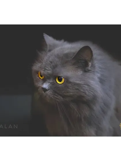 A moody and artistic shot of a grey Persian cat with piercing yellow eyes. This photo highlights the beautiful features of one of our guests.