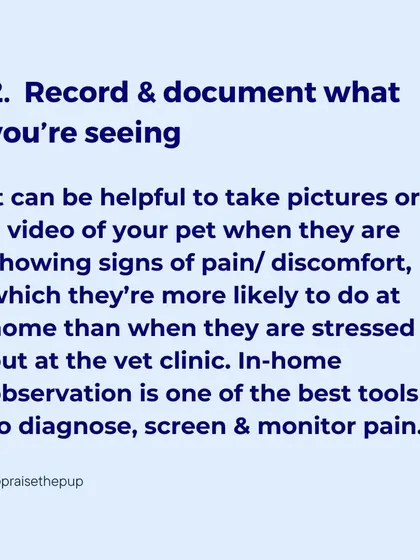 Documenting your dog's behavior at home with photos and videos is one of the best tools for diagnosing pain, as they are less likely to show symptoms at the vet.