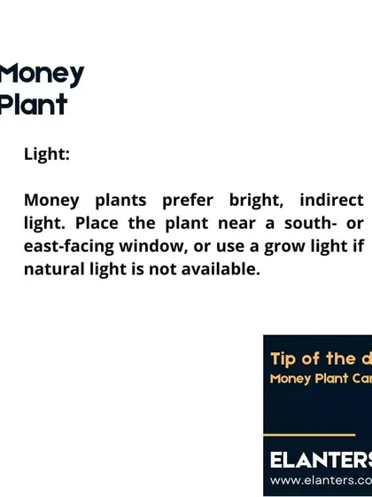 Money Plant Care: Light. These plants prefer bright, indirect light. An east-facing window is ideal, but they are adaptable to lower light conditions as well.