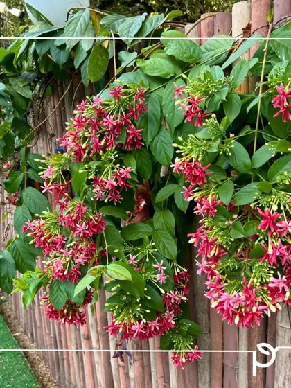 A cascade of Madhumalti flowers on a bamboo fence. Their fragrance and changing colors make them a delightful choice for creating a living, scented wall.