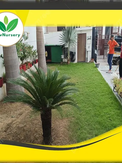 Another view of the completed residential lawn, with a beautiful Cycas palm as a centerpiece.
