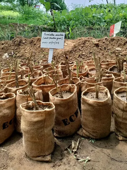 Jute bags filled with grass slips of Pennisetum orientale, ready to be planted at our restoration sites to help control soil erosion.