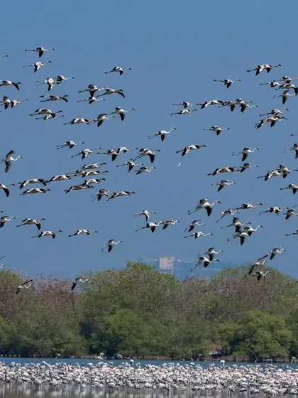Capturing the layered effect of hundreds of birds in the sky is a technique I teach for creating dynamic flight shots.