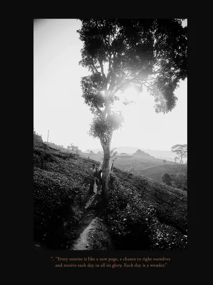 A stunning black and white silhouette of a couple under a tree in a tea garden, with the sun shining through.