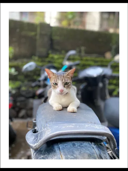 Another cat posing confidently on a scooter, a common throne for the felines of Mumbai.