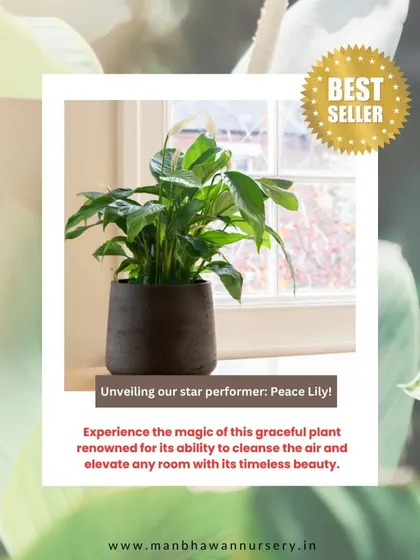 The Peace Lily is another bestseller, loved for its elegant white blooms and air-purifying qualities. It's a perfect, low-maintenance plant that enhances any indoor space, making it an ideal wellness gift for employees.