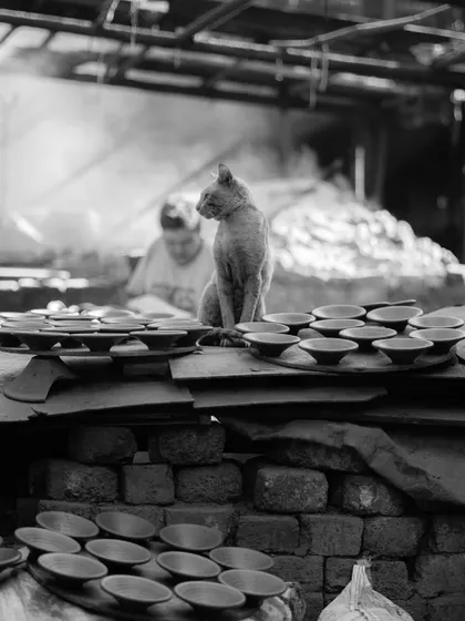 A black and white photo of a cat sitting among freshly made clay bowls in a potter's workshop. This image showcases my eye for finding quiet, unexpected stories in everyday life.