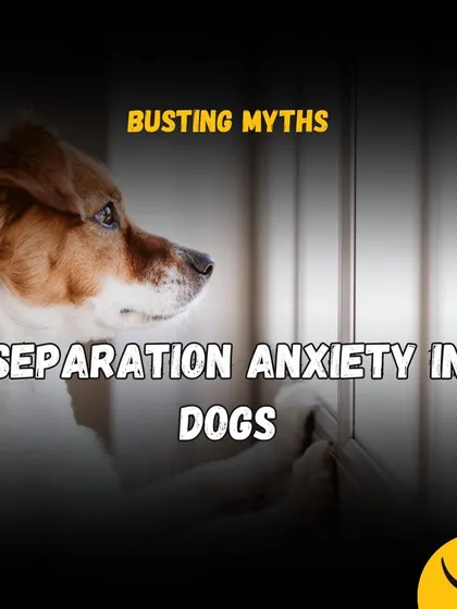 An introductory graphic to our series on busting myths about separation anxiety in dogs, a common but misunderstood behavioral issue.