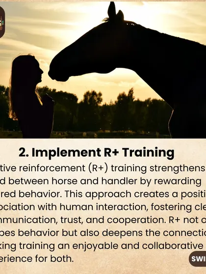 We are big believers in positive reinforcement (R+) training, which strengthens the bond between horse and handler by rewarding desired behavior.