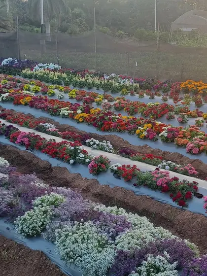 Another view of our flower trials, with rows of marigolds, petunias, and alyssum creating a carpet of color under the morning sun.