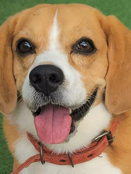 This adorable Beagle has the sweetest smile. Beagles are very social dogs and they thrive in our group play environment.