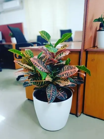 A vibrant Croton plant adding a splash of color to an office space. These plants are known for their multi-colored foliage and can brighten up any desk or corner.