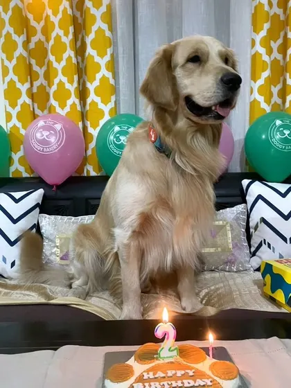 This Golden Retriever is celebrating his 2nd birthday with our Pawsome Cake. The candles are lit, and he's ready to make a wish for more belly rubs.