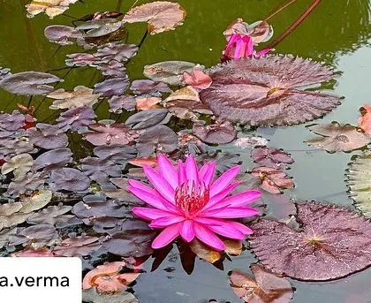 Another beautiful shot of the lotus pond by a guest, highlighting the peaceful and picturesque environment of our retreat.