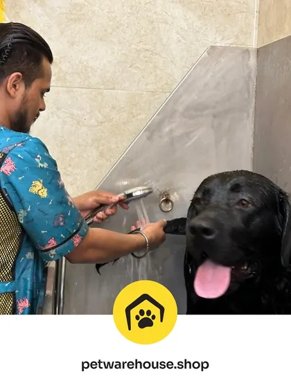 Bath time for this happy Black Labrador. Our groomer uses a gentle spray and vet-approved shampoo to ensure a deep clean while keeping the pet comfortable and secure in our professional-grade tubs.