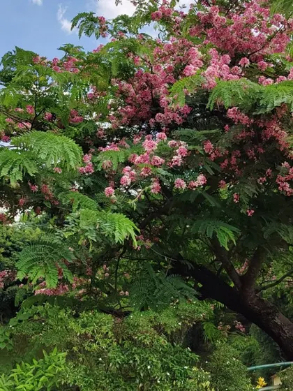 The beautiful pink Cassia tree in full bloom at Lalbagh. These are the moments of natural beauty we love to share with our community.