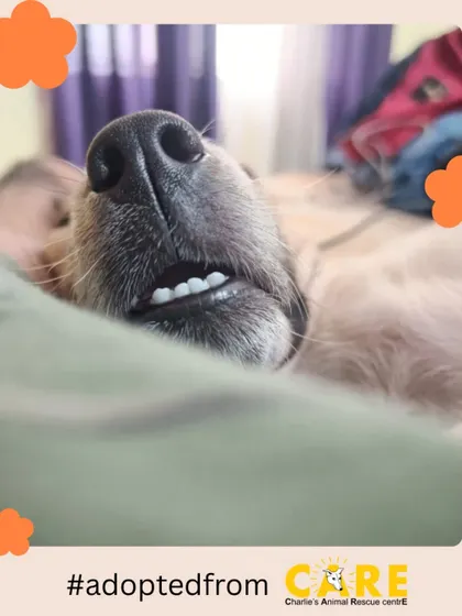 The face of pure relaxation. This is Sora, completely at ease and sleeping soundly in her new home. This level of trust and comfort is what every animal deserves to feel.