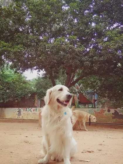 The majestic Bolt, a beautiful Golden Retriever, sitting proudly in our play area.