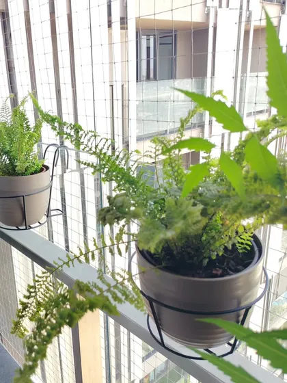 Ferns are a great choice for adding delicate texture to your garden. Here they are placed in railing planters on a balcony, adding a soft touch of green.