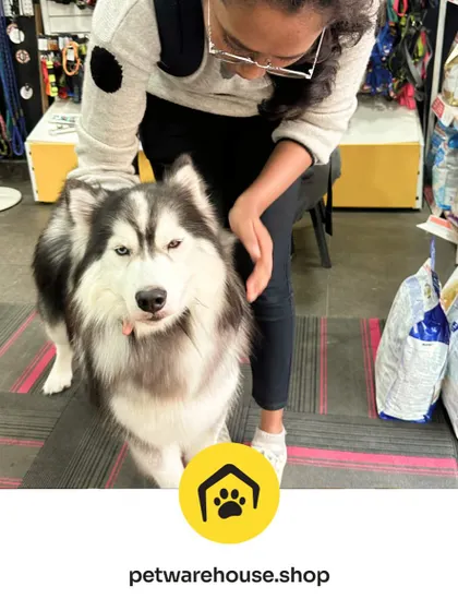 A happy husky getting some love from our staff after a grooming session. A clean pet is a happy pet, and we love seeing them relaxed and refreshed after their visit.