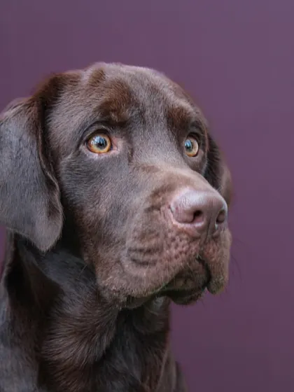 A classic, noble portrait of Loki the chocolate lab against a purple background. His focused expression is captivating.