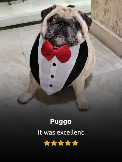 Even dapper gentlemen like Puggo approve. An "excellent" rating from this handsome boy in a tuxedo bib is high praise indeed.