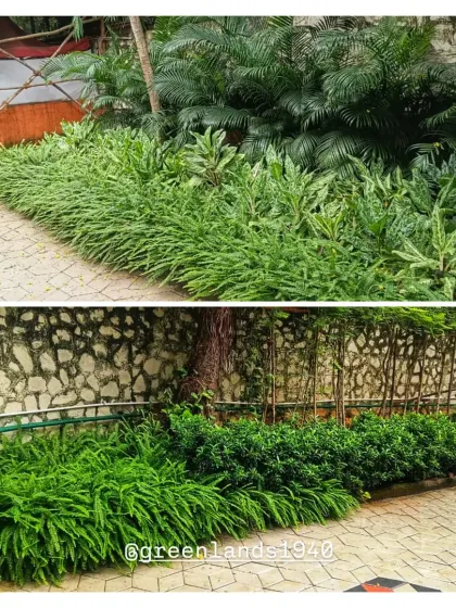 Examples of our outdoor ground cover and border planting for corporate campuses. We select hardy, dense foliage like ferns to create lush, low-maintenance green borders along pathways and walls.