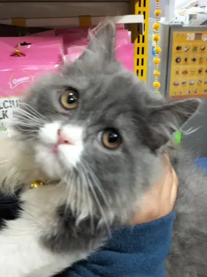 Another look at this sweet Persian cat during their appointment. Regular vet visits are key to monitoring their health and catching any issues early.