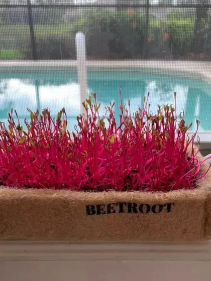 Health and beauty in one small package. These vibrant pink beetroot microgreens are growing happily in one of my biodegradable coir trays. My DIY microgreens kits make it easy to grow these nutrient-rich greens right on your windowsill.