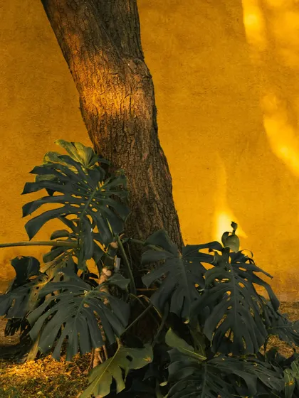 A mature tree trunk stands against the ochre wall, a symbol of the harmony between the built and the natural.