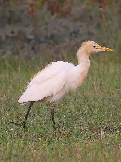 A Cattle Egret on the move. These cosmopolitan birds are found on every continent except Antarctica and have expanded their range dramatically in the last century.