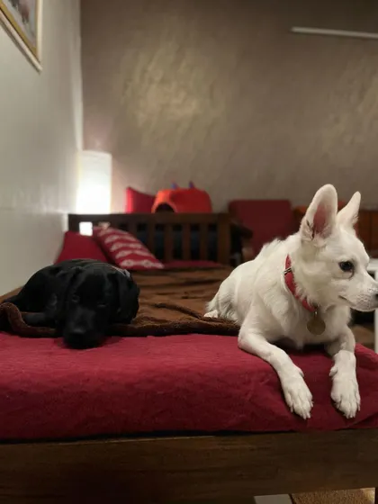Bella, a young pup, settles in for a nap next to my resident dog, Daisy. I help new and young dogs integrate calmly into the pack for a positive boarding experience.