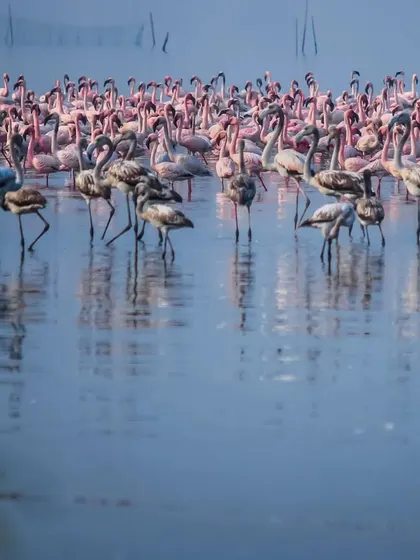 A massive congregation of flamingos, a pink sea against the blue water. This is one of the great natural spectacles of Mumbai.