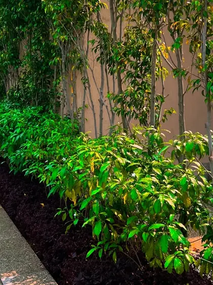 A closer view of the layered planting along a wall, showcasing different shades of green and leaf textures. This is a key part of my softscaping work.