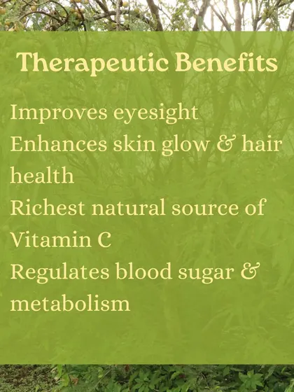 Captions for these will be educational, explaining the Ayurvedic properties and uses of plants like Neem (Nimbi) and Amla (Amalaki), or detailing aspects of the Ayurveda retreats and courses as shown in the images.