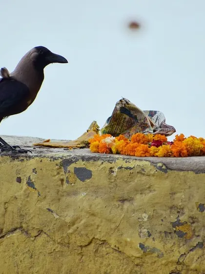 A crow stands beside a floral offering left during Pitrpaksh at Yamuna Ghat. In Hindu tradition, crows are considered ancestors, and this shot captures the moment it arrives to partake in the 'bhog'.