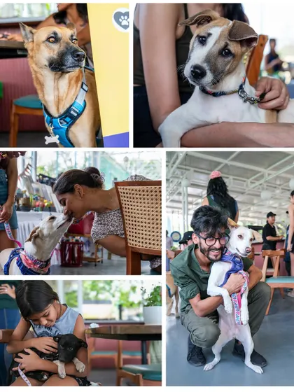 A collage from a fundraiser event, filled with images of people and dogs sharing moments of joy, cuddles, and connection.
