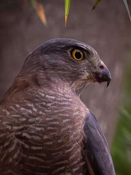 A close-up of a Shikra's head, showing its piercing yellow eye and the blood on its beak from a recent meal. This is a raw and powerful depiction of a predator's life.