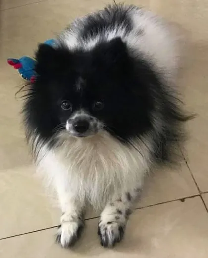 Oreo is a tiny baby who can be a bit fussy, but he absolutely loves my chicken liver meal. I work with owners to find the perfect recipe for even the most particular eaters.