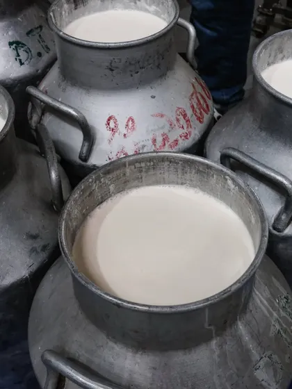 Multiple cans of pure cow's milk waiting to be processed. We make our cheese in small batches multiple times a day to guarantee that what you get is always fresh.