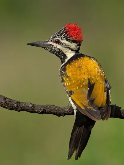A classic portrait of the Lesser Goldenback, showing the intricate patterns on its neck and face.