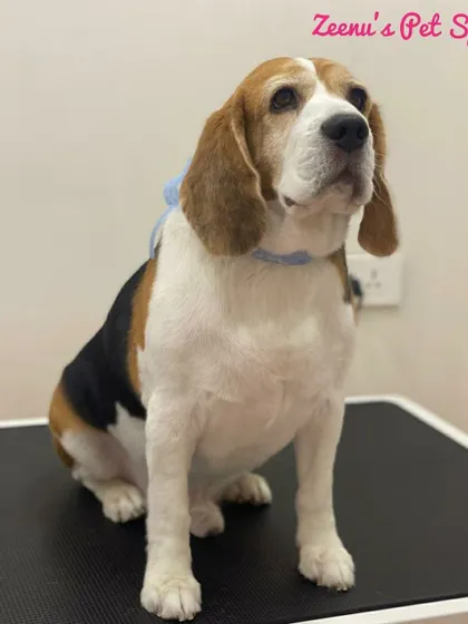 Buzz the Beagle looking calm and composed. Regular grooming, including nail clipping and ear cleaning, is essential for a Beagle's health.