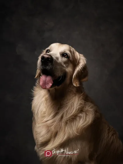 A classic, soulful portrait of a Golden Retriever against a textured grey backdrop. This style is all about capturing that quiet, gentle expression that you know and love.