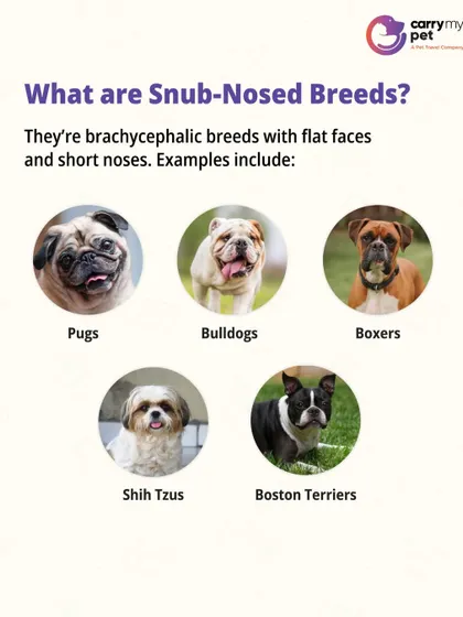A visual guide to common snub-nosed (brachycephalic) breeds, including Pugs, Bulldogs, Boxers, Shih Tzus, and Boston Terriers.