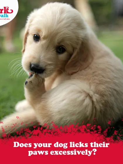 If you notice your dog licking their paws excessively, it's their way of telling you something is wrong. This graphic explains some common causes, from allergies to anxiety, which we can help you identify and manage.