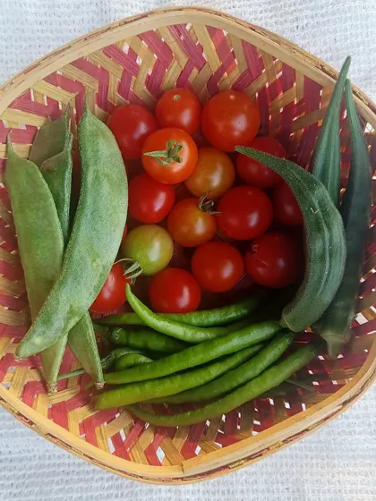 A basket full of love from our hydroponic pods, featuring cherry tomatoes, flat beans, okra, and chilies. We invite you to visit and see the passion we put into our work.