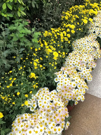A beautiful border of white and yellow Guldavari flowers. They are perfect for autumn and winter color in the garden.