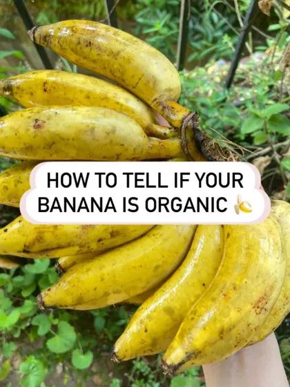 An infographic guide on how to tell if your banana is organic or chemically ripened. Look for a yellow stalk and patchy brown spots on organic bananas, versus a green stalk and uniform yellow on chemically ripened ones.