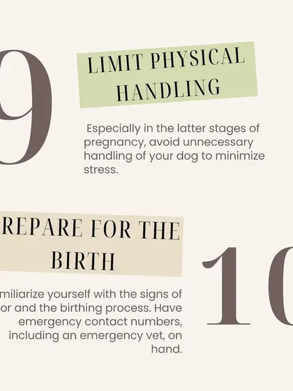 In the later stages of pregnancy, limit physical handling to minimize stress. Familiarize yourself with the signs of labor and have your emergency vet's number ready.